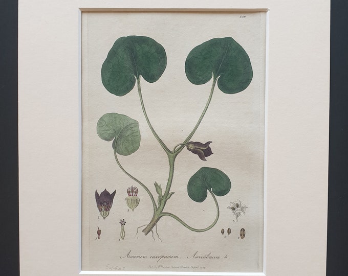 Common Asarabacca- Original 1839 hand coloured flower print in mount