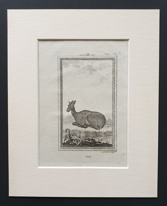 Elk - Original 1812 Buffon print in mount