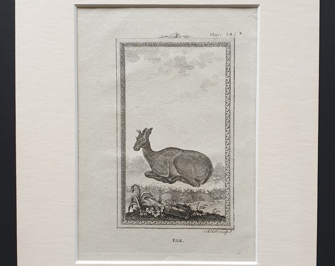 Elk - Original 1812 Buffon print in mount