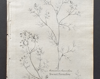Field and Sweet Feverfew - Original 1802 Culpeper engraving (62)