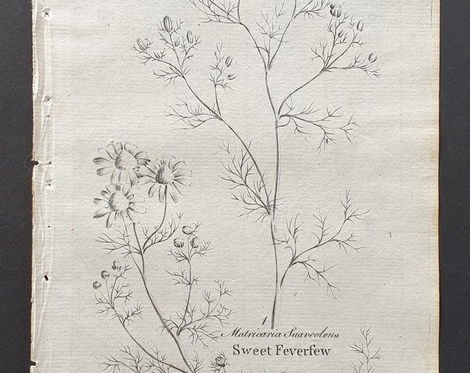 Field and Sweet Feverfew - Original 1802 Culpeper engraving (62)