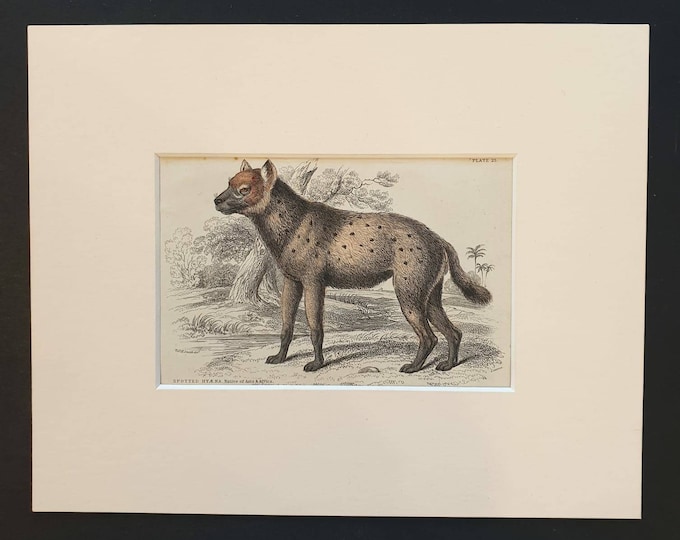 Original 1840 hand coloured mammalia print in mount - Spotted Hyena