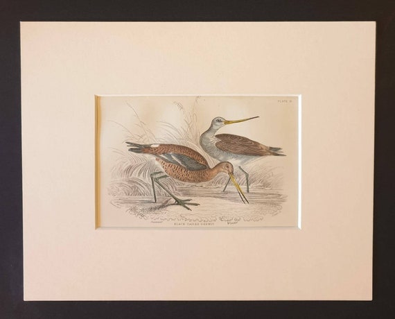 Original c1840 hand coloured bird print in mount - Black Tailed Godwit