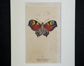 The Peacock Butterfly - Original 1832 Hand Coloured Antique Print