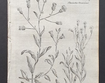 Sweet and Canada Fleabane - Original 1802 Culpeper engraving (67)