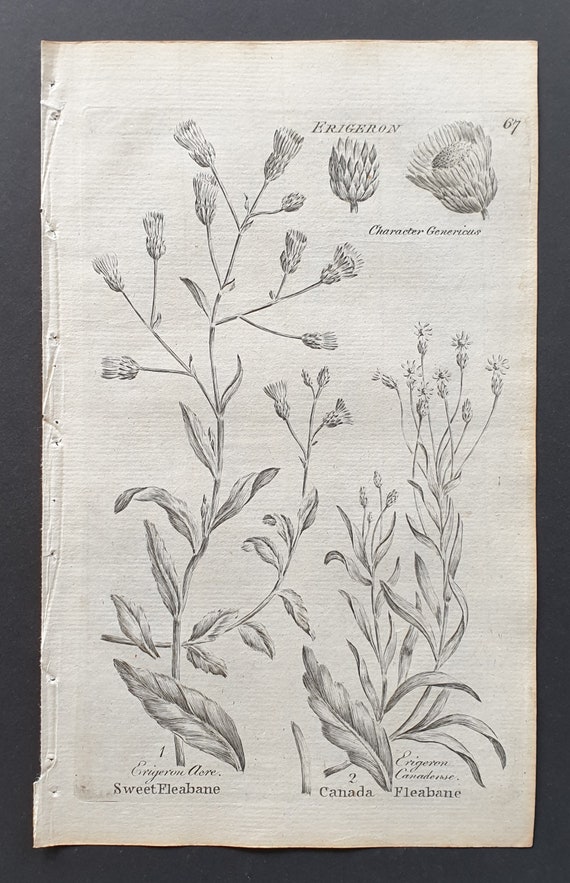 Sweet and Canada Fleabane - Original 1802 Culpeper engraving (67)