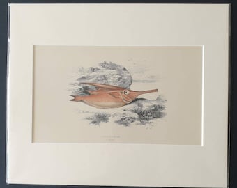 Trumpet Fish - Original 1866 'History of the Fishes of the British Islands' print