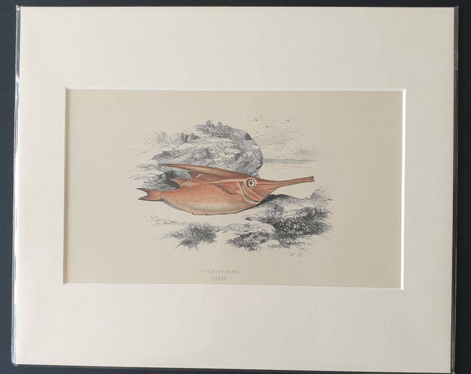Trumpet Fish - Original 1866 'History of the Fishes of the British Islands' print
