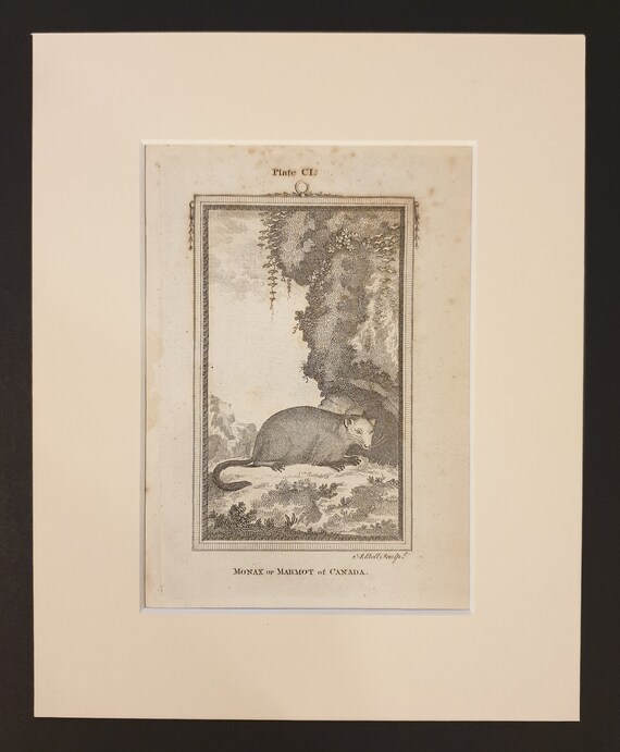 Monax or Marmot of Canada - Original 1791 Buffon print in mount