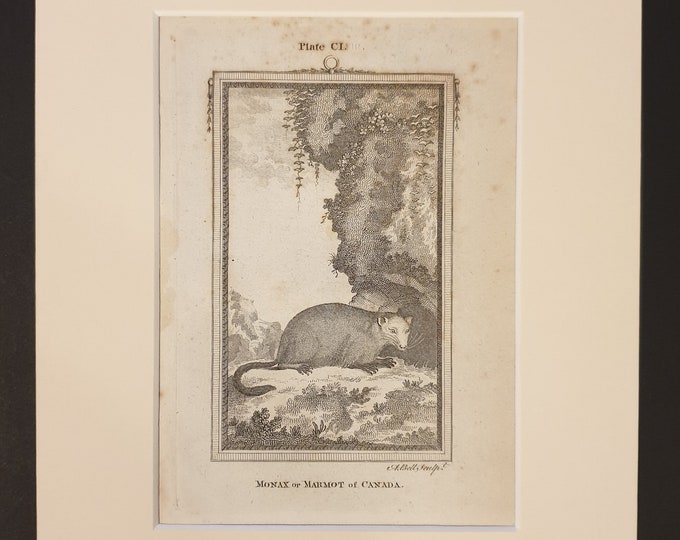 Monax or Marmot of Canada - Original 1791 Buffon print in mount