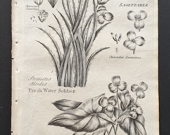 Fresh Water Soldier and Fresh Water Head - Original 1802 Culpeper engraving (8)