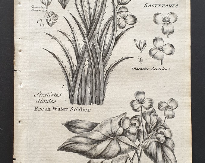 Fresh Water Soldier and Fresh Water Head - Original 1802 Culpeper engraving (8)