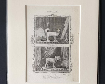 Original 1791 Buffon print in mount - Spaniel and Lesser Water Dog