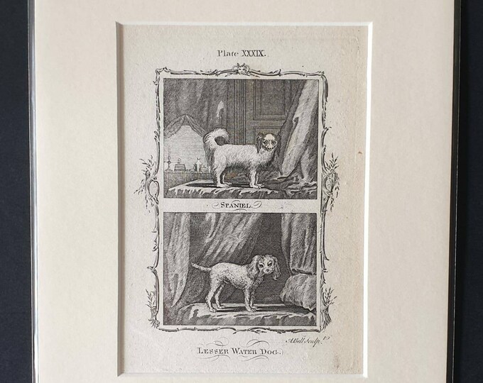 Original 1791 Buffon print in mount - Spaniel and Lesser Water Dog