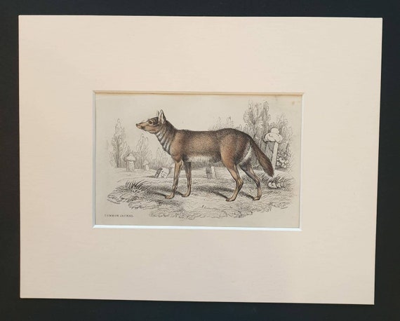 Original 1839 hand coloured mammalia print in mount - Common Jackal