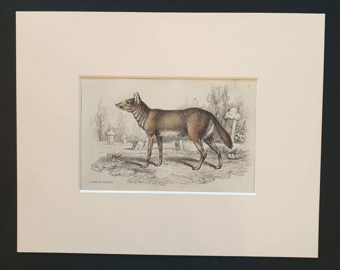 Original 1839 hand coloured mammalia print in mount - Common Jackal