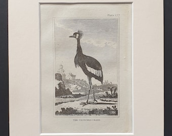 The Crowned Crane - Original 1812 Buffon print in mount (177)