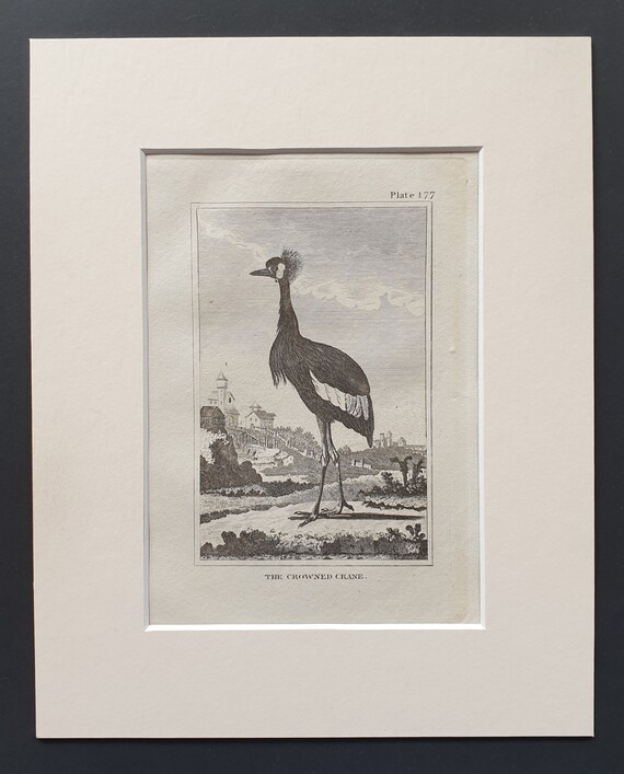 The Crowned Crane - Original 1812 Buffon print in mount (177)