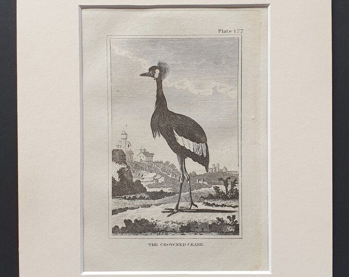 The Crowned Crane - Original 1812 Buffon print in mount (177)