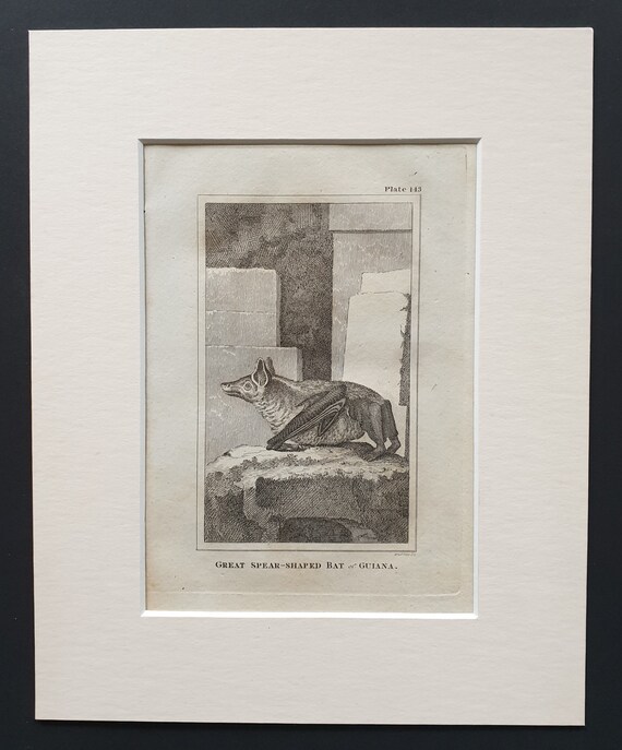 Great Spear Shaped Bat of Guiana - Original 1812 Buffon print in mount