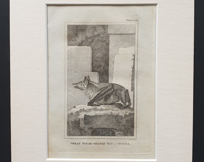 Great Spear Shaped Bat of Guiana - Original 1812 Buffon print in mount