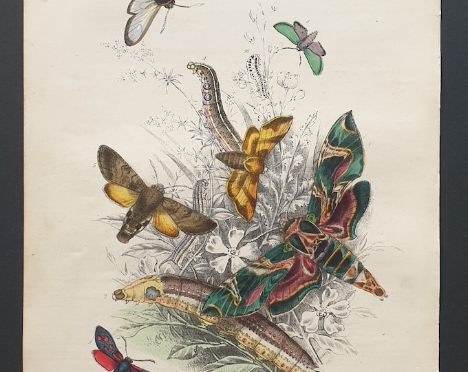 Oleander Moth and Hawk Moths - Original hand coloured 1860 print
