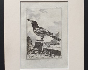 The Cassican - Original 1812 Buffon print in mount (168)