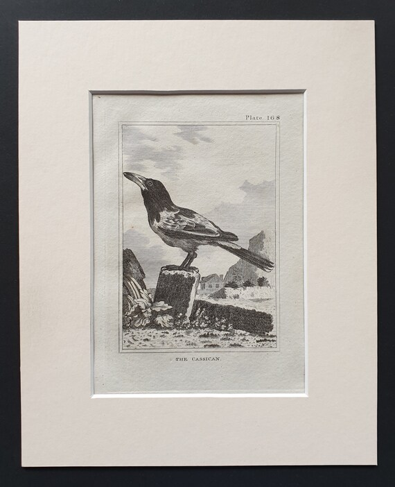 The Cassican - Original 1812 Buffon print in mount (168)