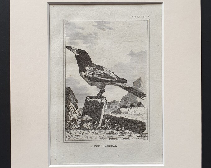 The Cassican - Original 1812 Buffon print in mount (168)