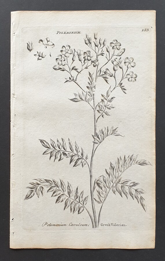 Greek Valerian - Original 1802 Culpeper engraving (183)