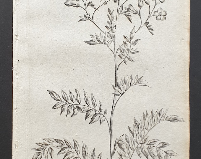 Greek Valerian - Original 1802 Culpeper engraving (183)