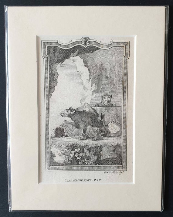 Original 1791 Buffon print - Large Headed Bat