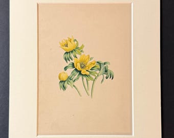 The Winter Aconite - Original 1840 Hand Coloured Print
