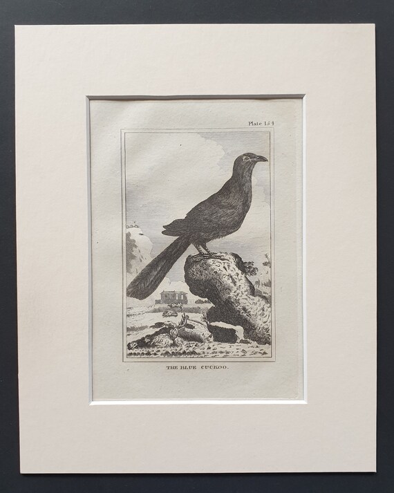 The Blue Cuckoo - Original 1812 Buffon print in mount (154)