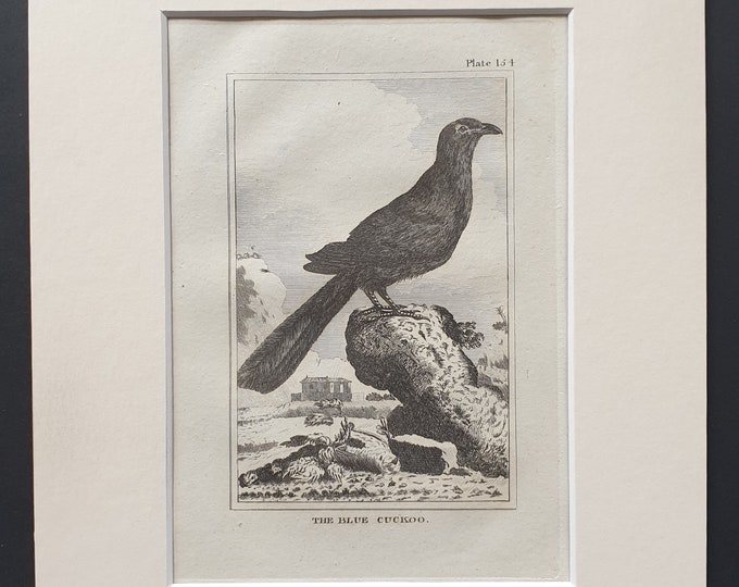The Blue Cuckoo - Original 1812 Buffon print in mount (154)