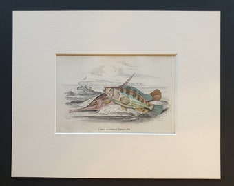 Jagos Goldsinny, Trumpet Fish - Original c1860 hand coloured fish print in mount