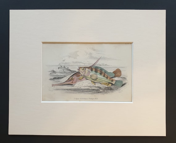 Jagos Goldsinny, Trumpet Fish - Original c1860 hand coloured fish print in mount