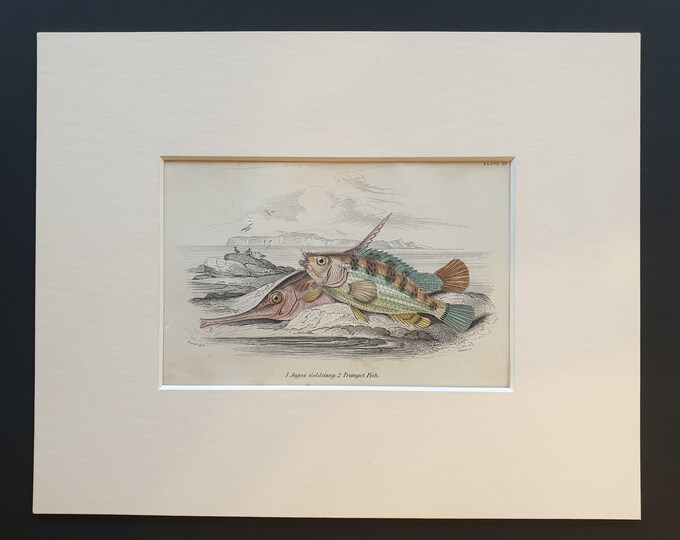 Jagos Goldsinny, Trumpet Fish - Original c1860 hand coloured fish print in mount