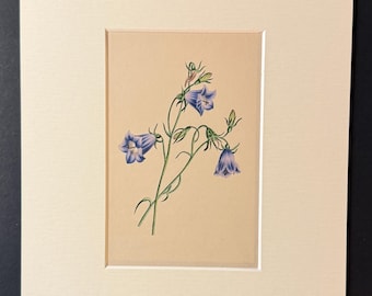 The Harebell - Harvest-Bell - Original 1840 Hand Coloured Print