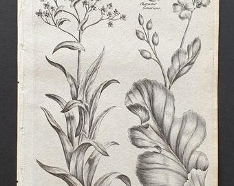 Common Woad and Smooth Sea Caule - Original 1802 Culpeper engraving (184)