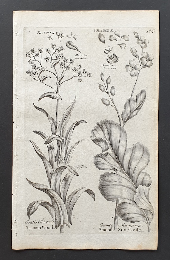 Common Woad and Smooth Sea Caule - Original 1802 Culpeper engraving (184)