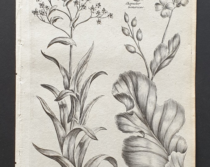 Common Woad and Smooth Sea Caule - Original 1802 Culpeper engraving (184)