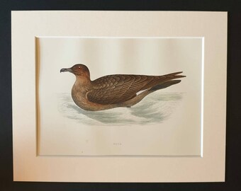 Skua - Original 1891 hand coloured bird print in mount