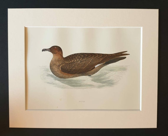 Original 1891 hand coloured bird print in mount - Skua