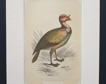 The King Vulture - Original 1851 John Tallis woodblock print
