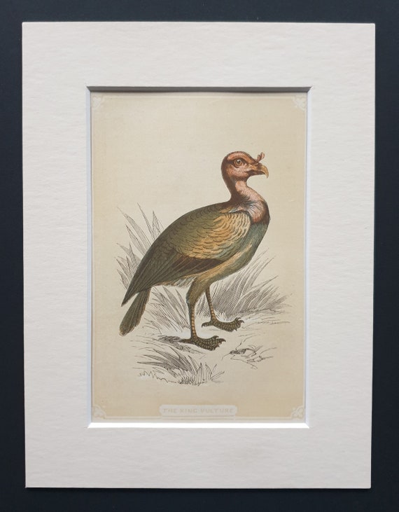 The King Vulture - Original 1851 John Tallis woodblock print
