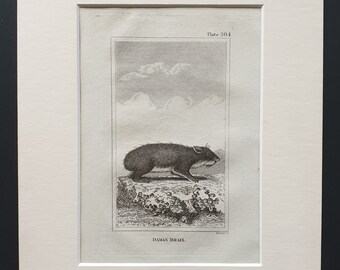 Daman Israel - Original 1812 Buffon print in mount