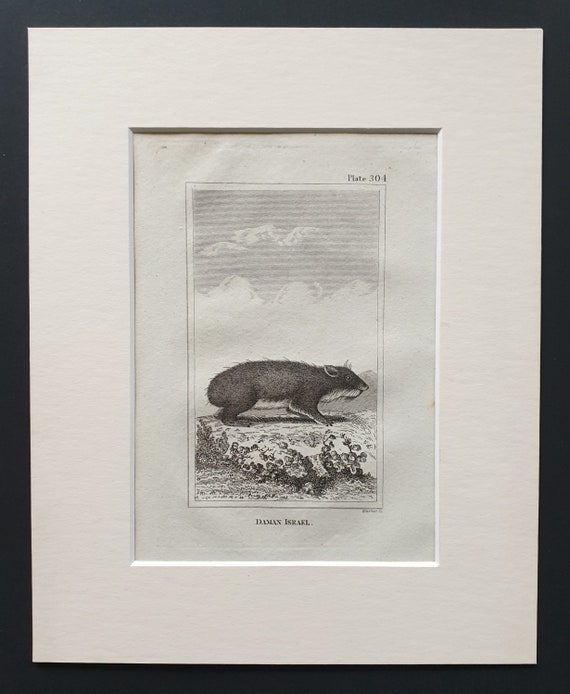 Daman Israel - Original 1812 Buffon print in mount