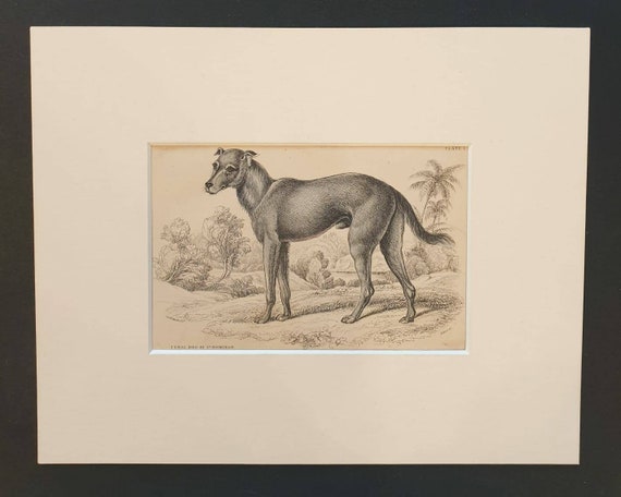 Original 1840 hand coloured mammalia print in mount - Feral Dog of St Domingo