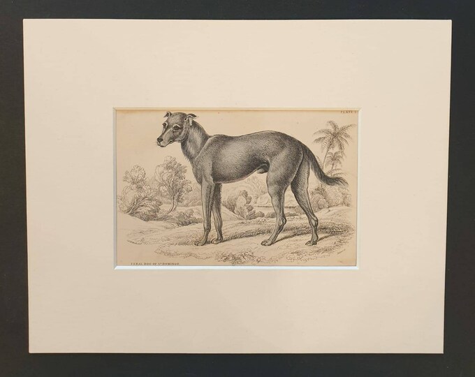 Original 1840 hand coloured mammalia print in mount - Feral Dog of St Domingo